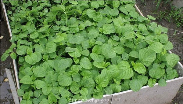 HẠT GIỐNG RAU DỀN CƠM -DỀN TA GÓI 5GR