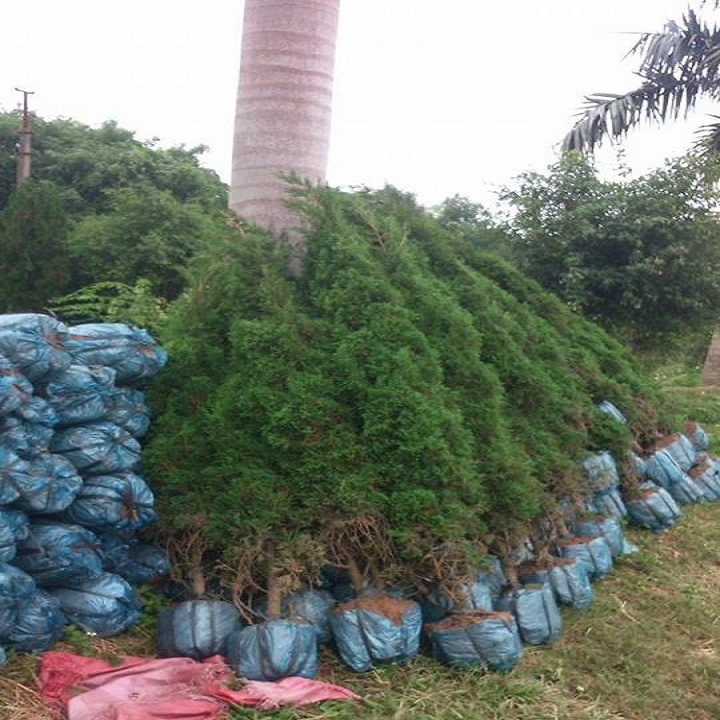 CHẬU CÂY TÙNG THÁP( CÂY TÙNG CỐI) LÙN