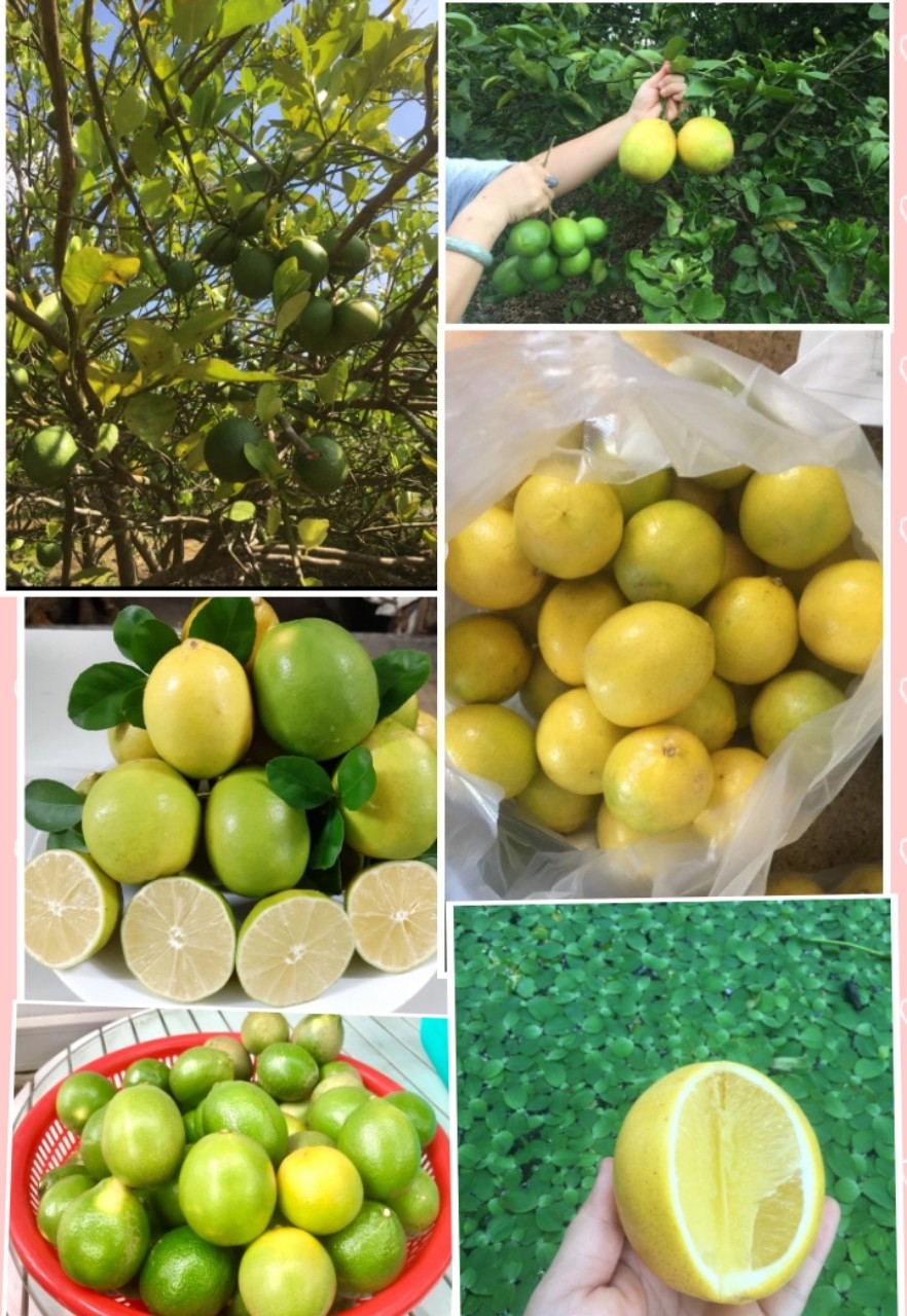 Chanh Úc hữu cơ sấy lạnh