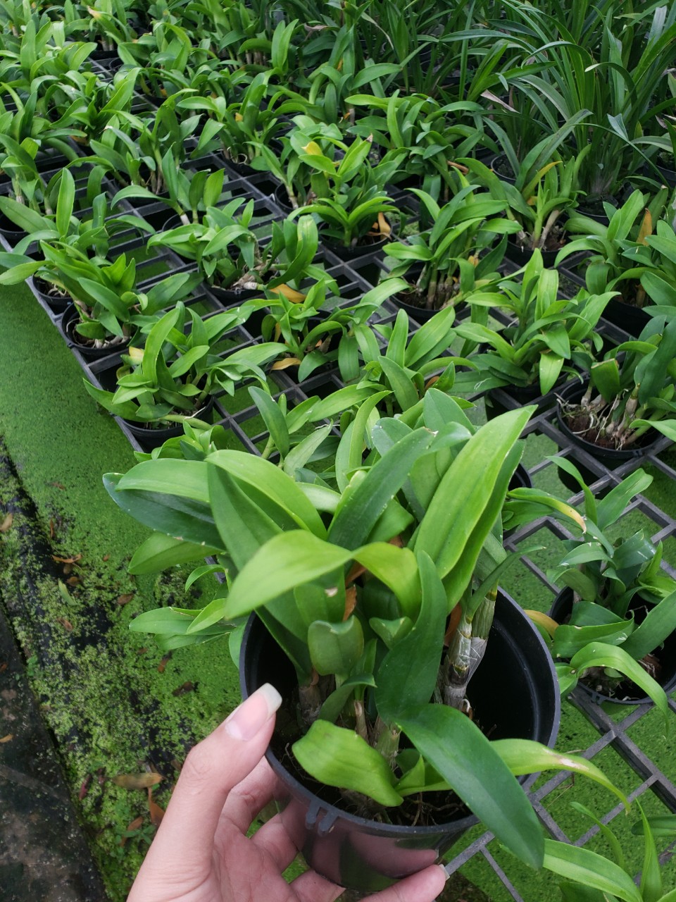COMBO 10 cốc Giống Denro đủ màu(7-12CM)