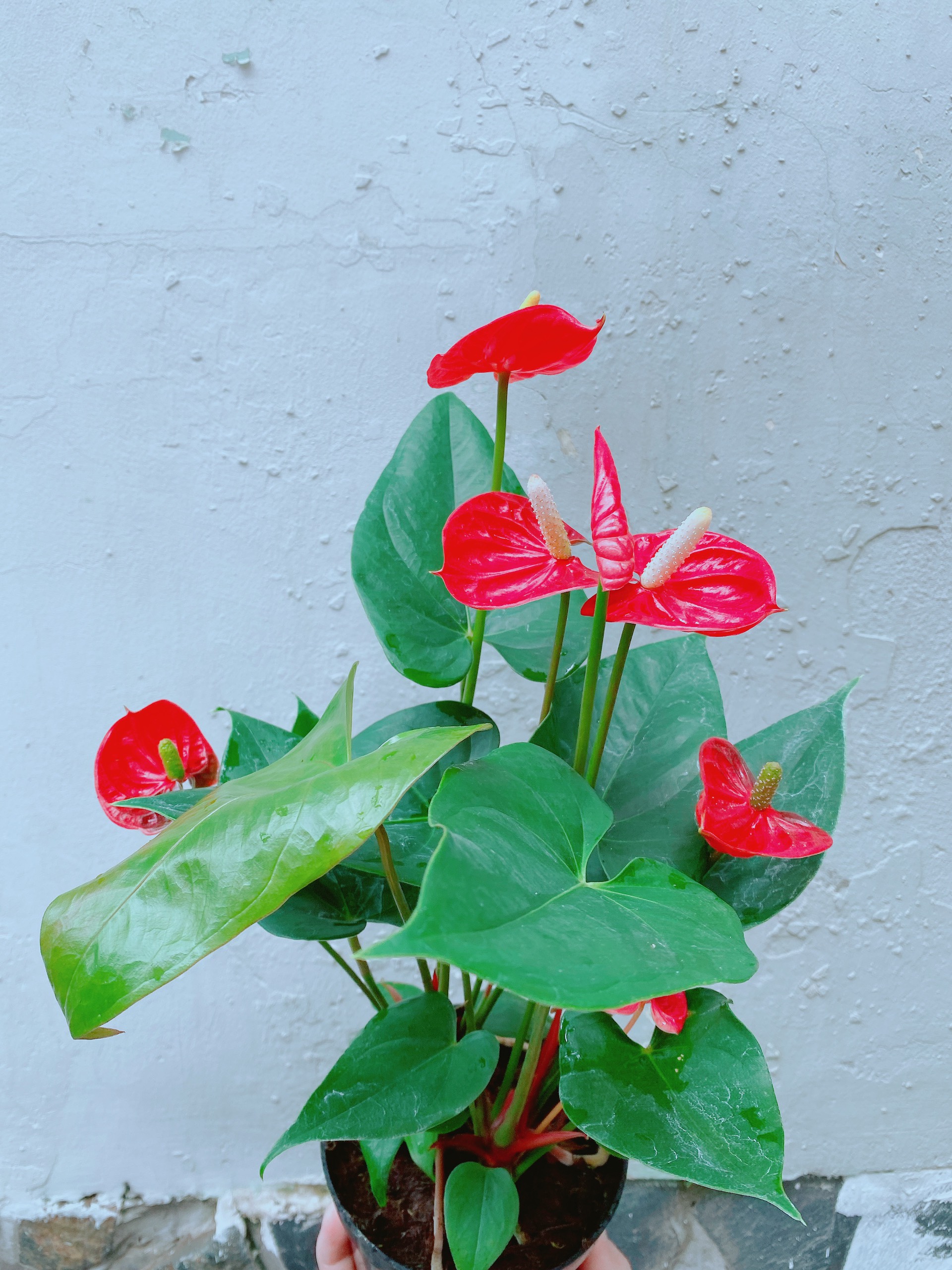 Cây Hồng Môn