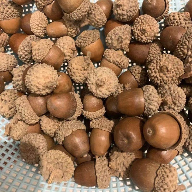 Set trái sồi khô trang trí loại to (10 trái/set)