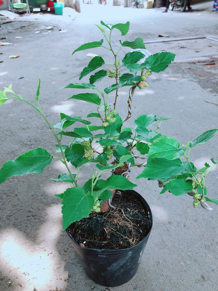 [HCM]Cây Dâu Tầm Bonssk