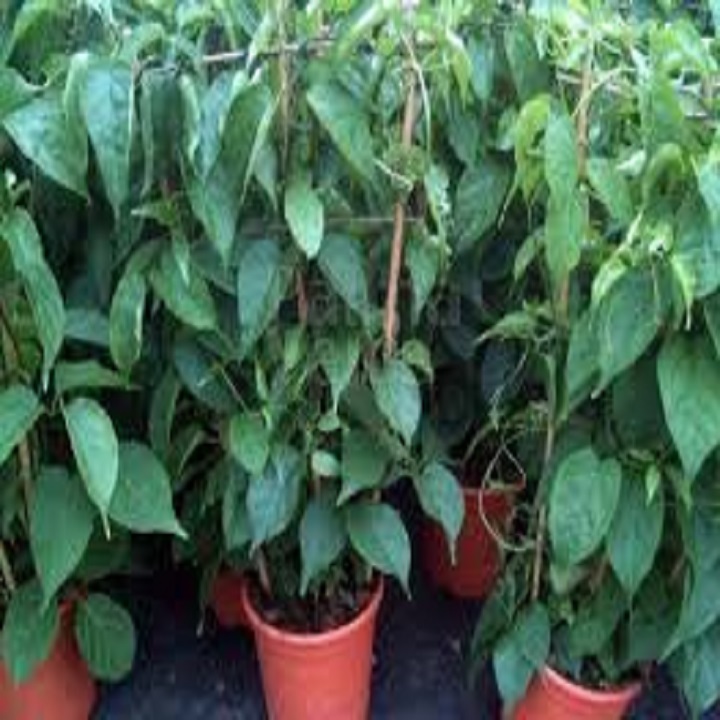 CHẬU CÂY GIỐNG HOA CHÙM ỚT( HOA RẠNG ĐÔNG)