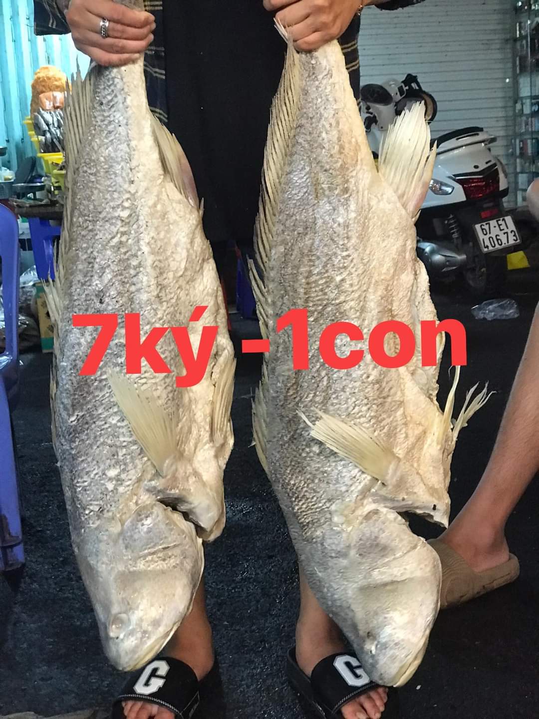 Khô cá sửu mặn, làm cơm chiên cá mặn hoặc chưng thịt.( 1kg, 500gr, 200gr)