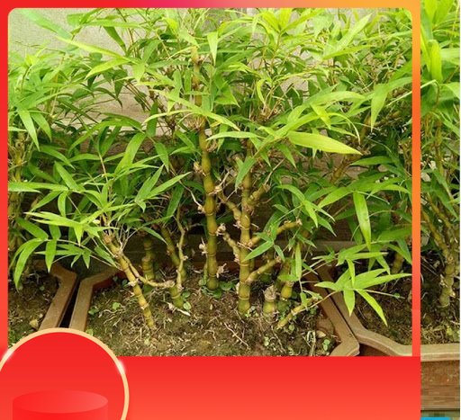 Cây trúc đùi gà lùn mini , cây cực đep, giá cực rẻ, cam kết chất lượng