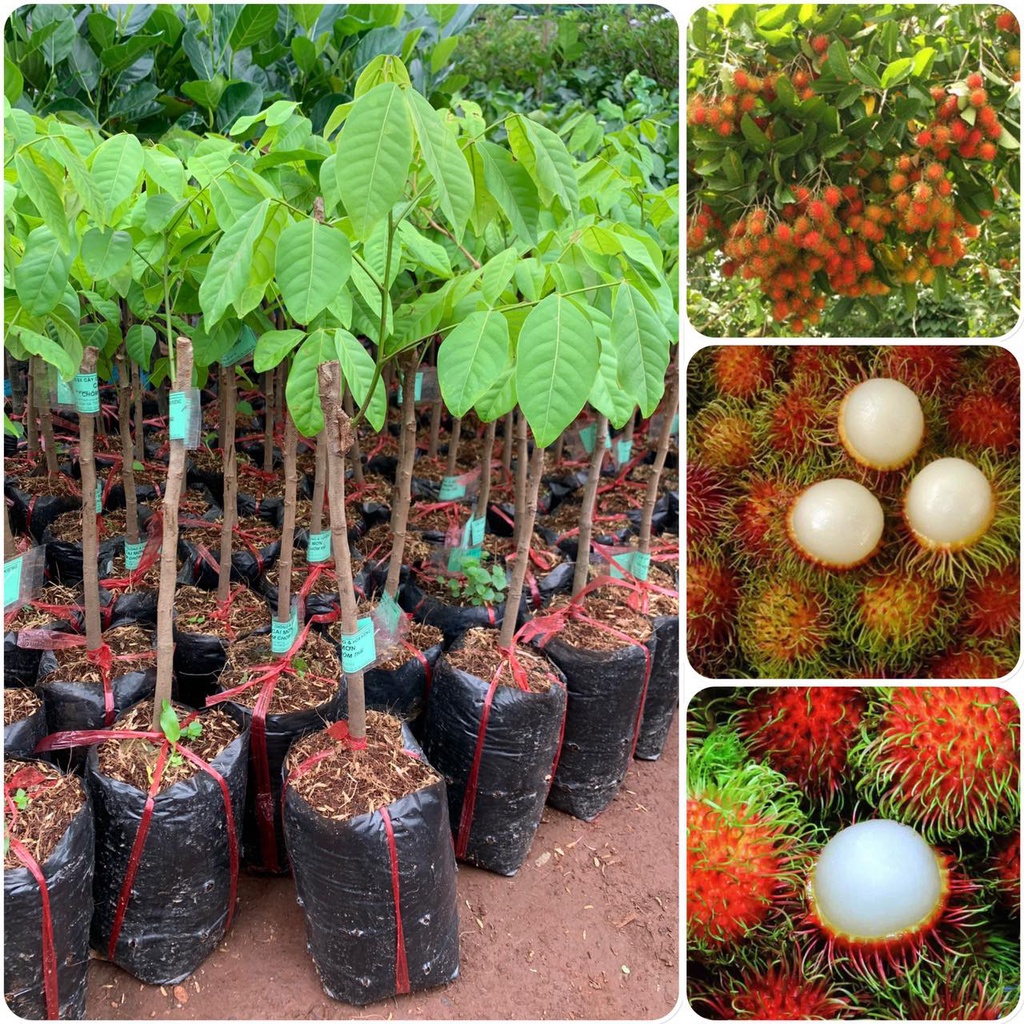 CÂY GIỐNG CHÔM CHÔM TRÓC SIÊU SỚM(CÂY GIỐNG NGỌC HIẾU)