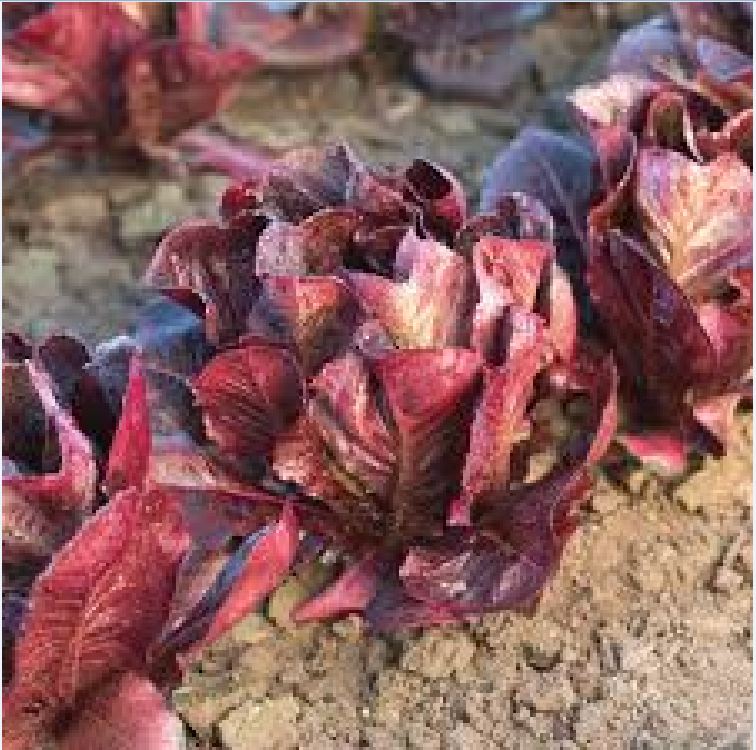 Hạt giống xà lách romaine đỏ - 0,2gr/gói