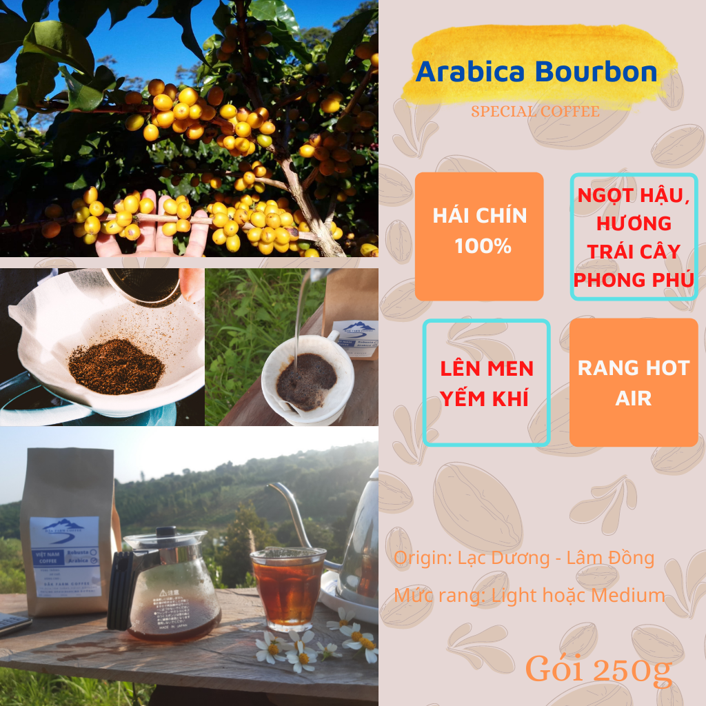 Cà phê Arabica Yellow Bourbon/ Primium Coffee