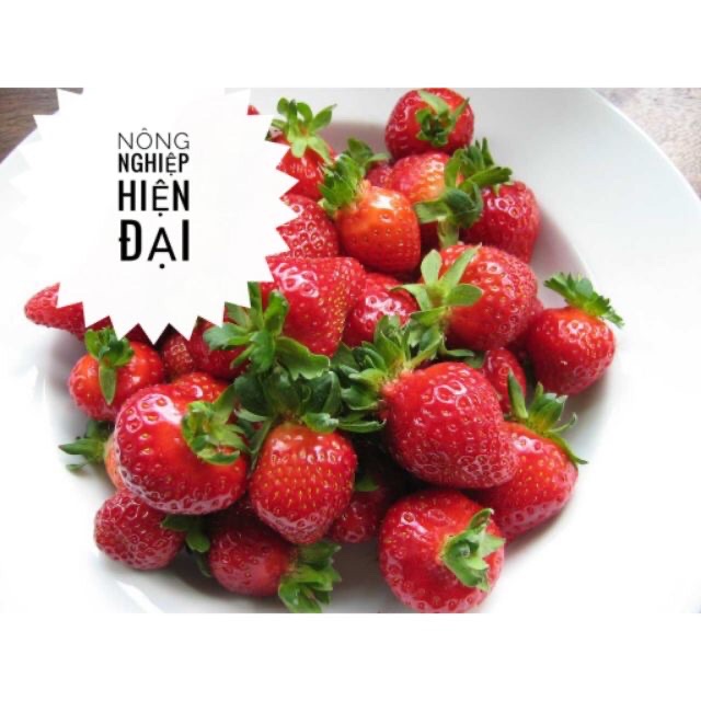 Hạt Giống Dâu Tây