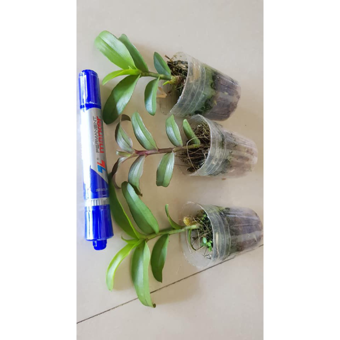 Phi điệp Phú Thọ gieo hạt