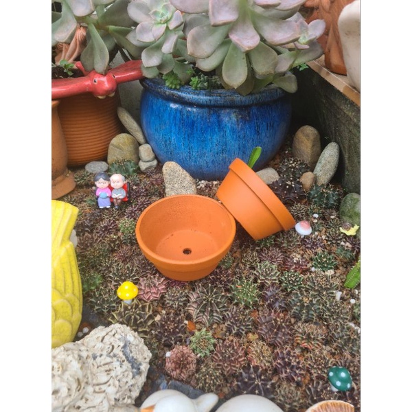 Chậu đất nung Bình Dương thau nhỏ sz 12x5.5