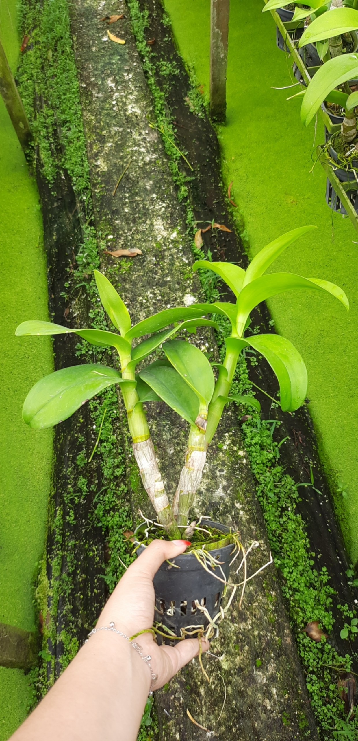 Denro Phượng Hoàng Lửa/Đỏ lưng vàng F12