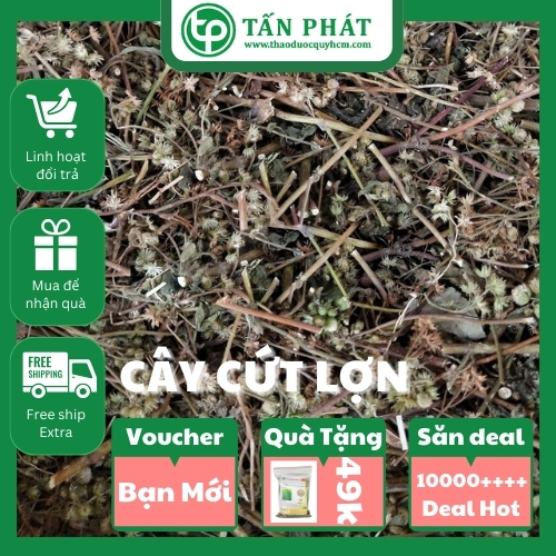 Cây cứt lợn 1kg khô - Hàng công ty chất lượng cao - Chuyên dùng để pha trà thanh nhiệt và giải độc - Thảo Dược Tấn Phát