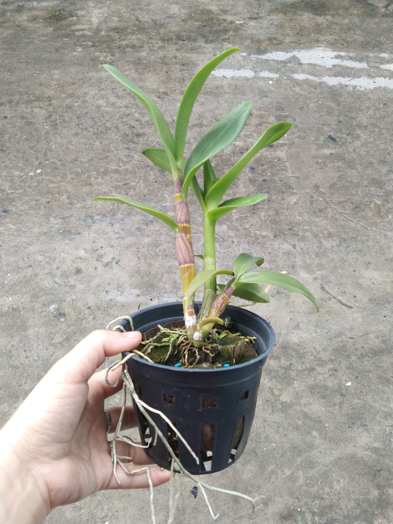 Lan denro nắng Quán Long (hoán long)
