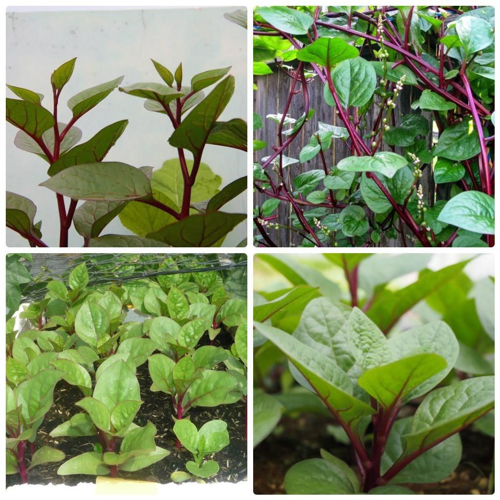 100H # Hạt giống rau mồng tơi tím , xanh ( tặng phân bón kích mầm ) .