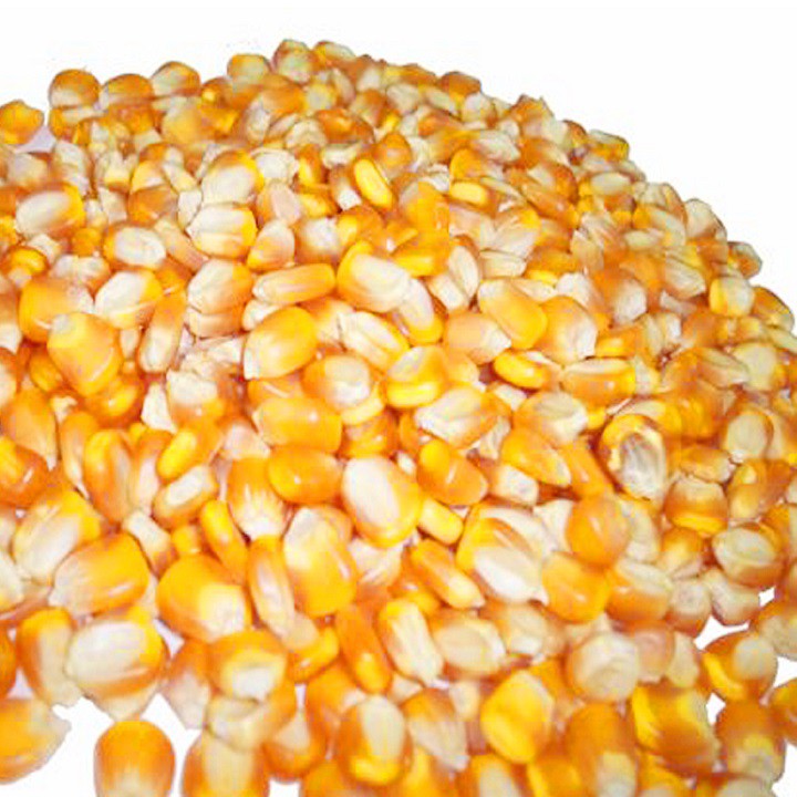 1kg Ngô mỹ nổ bắp rang bơ ( hạt chưa chế biến), - Viettin Mart