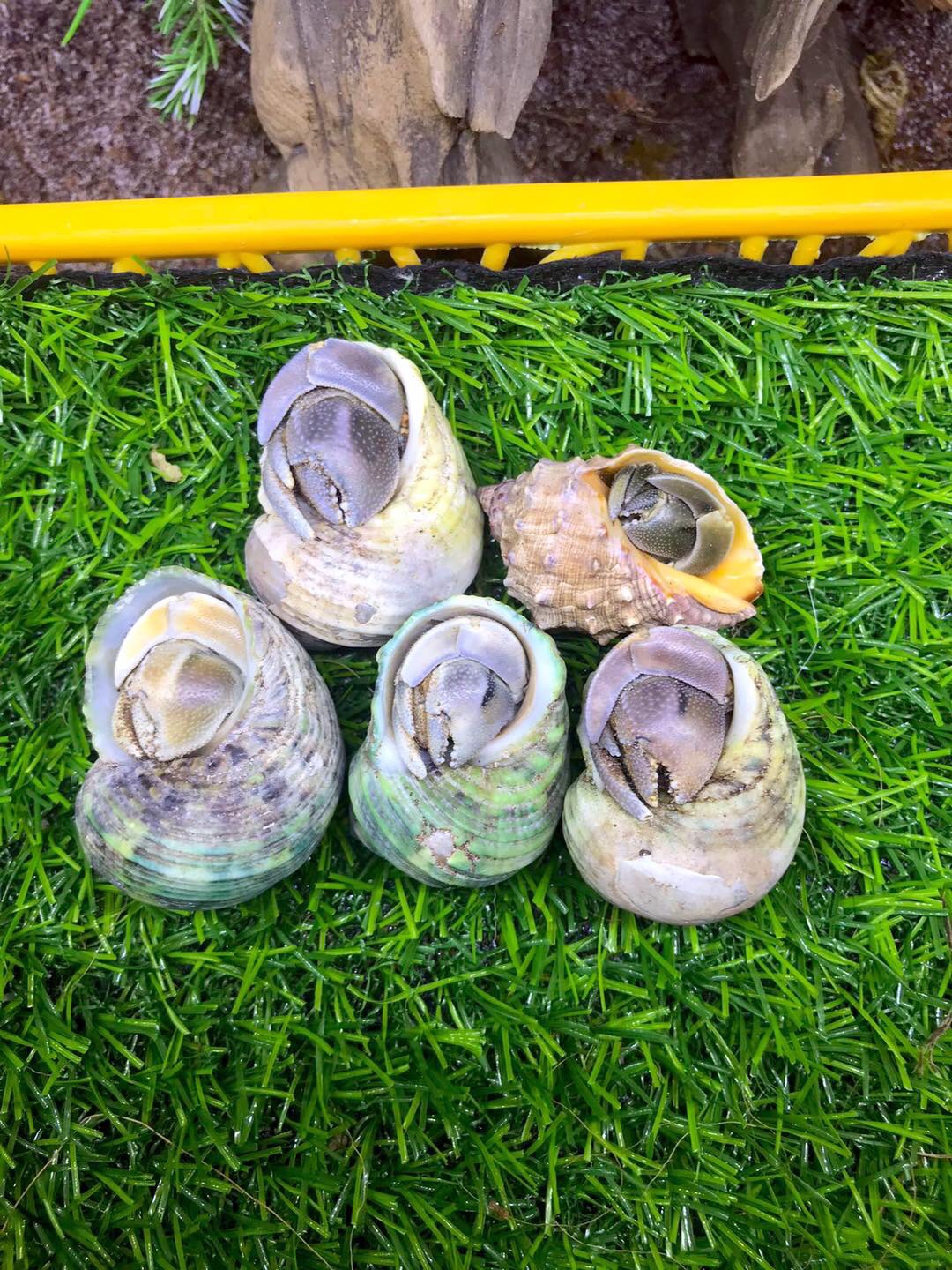 Combo 5 OMH Rugos size trung (phụ kiện trang trí thú cưng nhỏ)