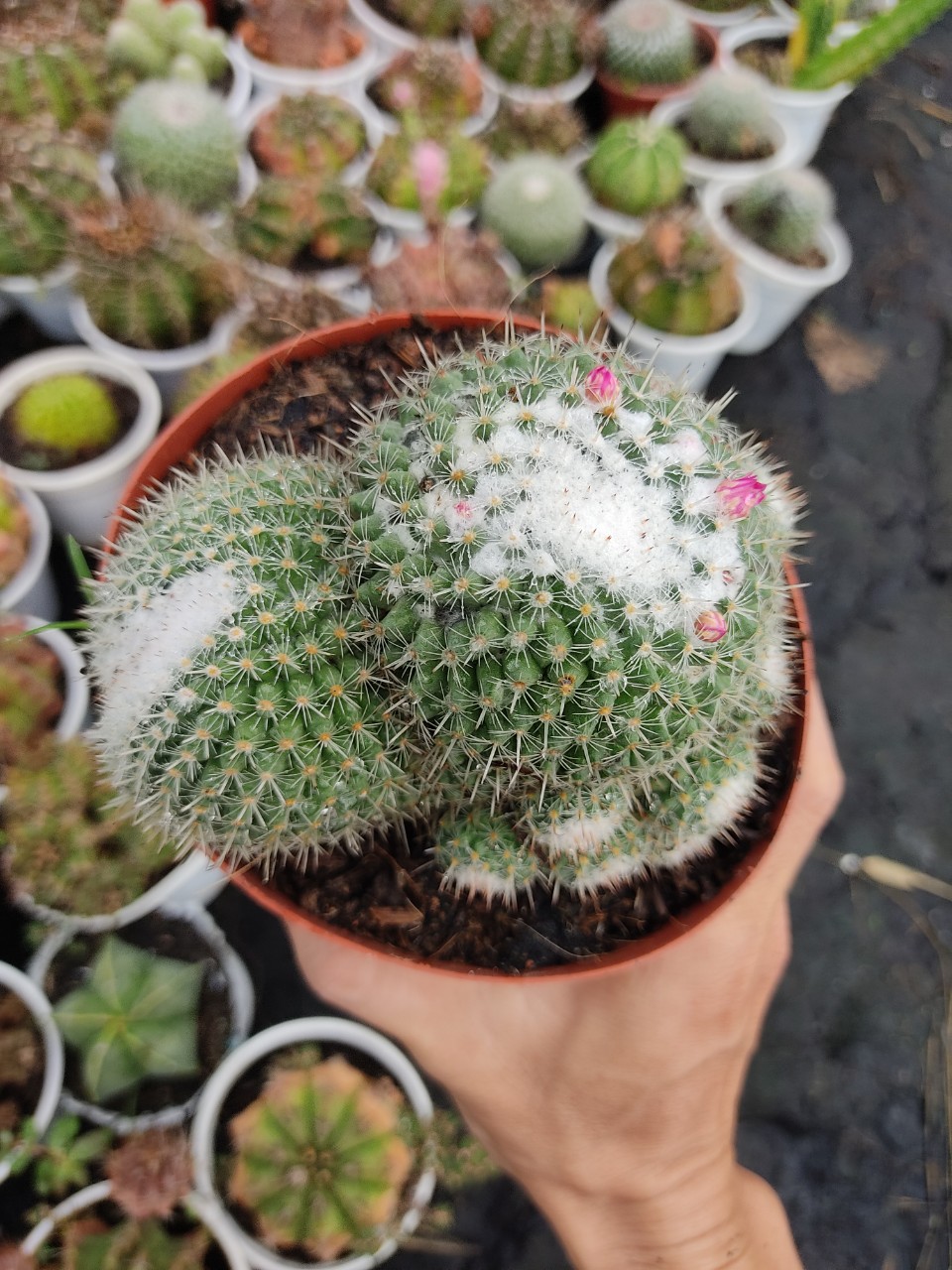 Xương rồng bánh sinh nhật (nhiều size)