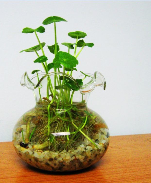 Hạt giống cỏ đồng tiên  - 50 hạt/gói