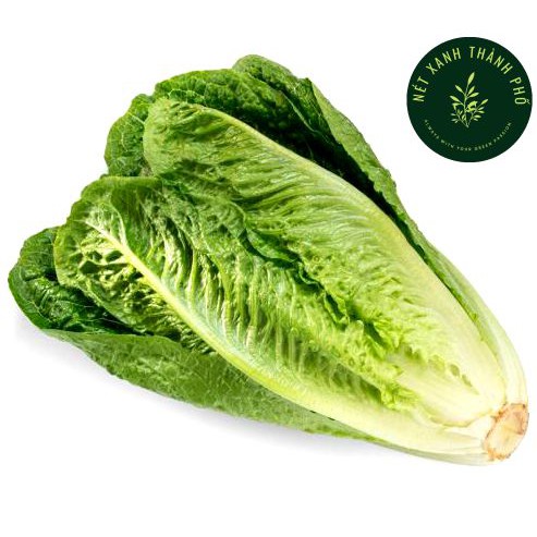 [GIAO HÀNG 2 GIỜ] Hạt giống Xà Lách Romaine 2gr