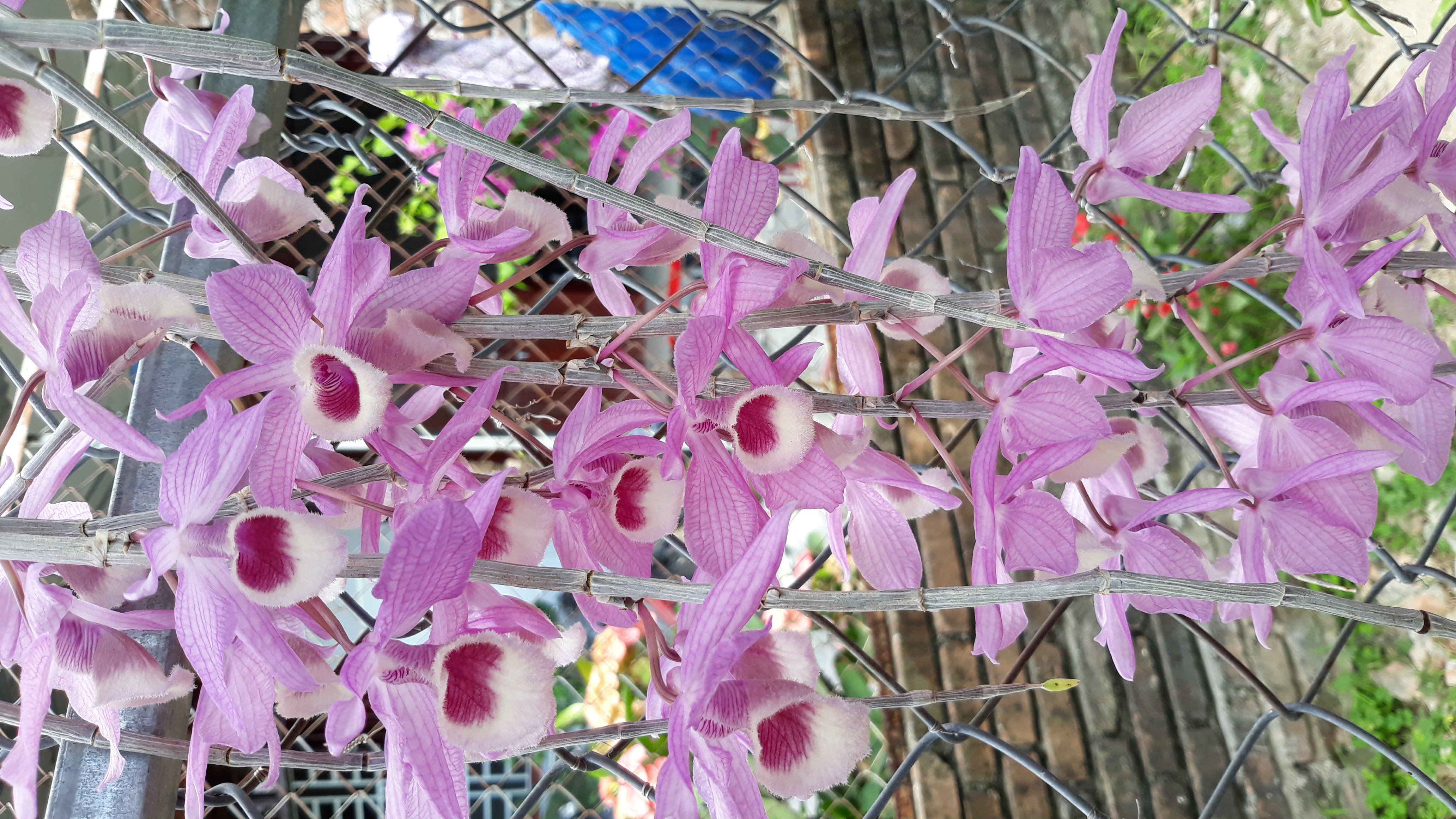 Kie Giả hạc pháp ươm kie năm nhất, kie dài 5-10cm