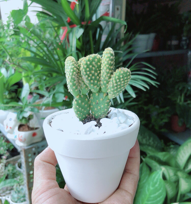 Chậu Xương Rồng Tai Thỏ