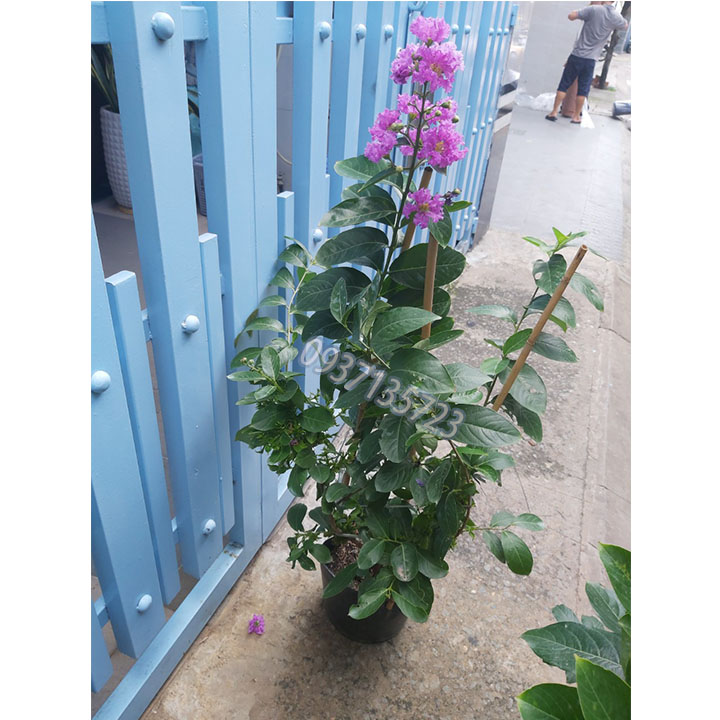 cây bằng lăng tím thái cao từ 40-60 cm