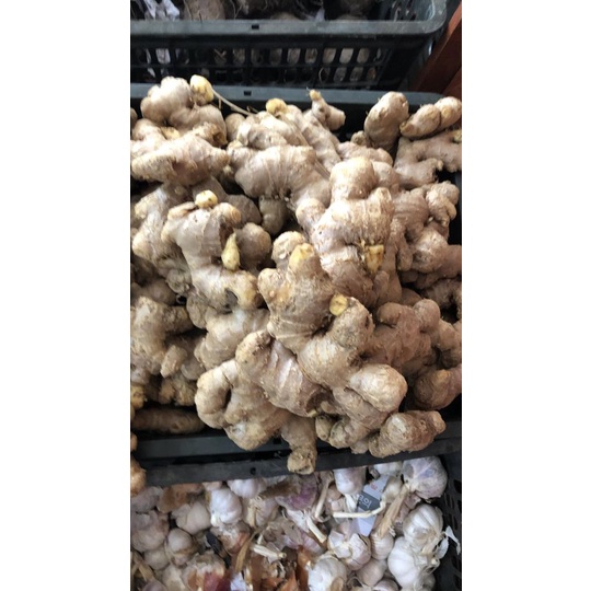 gừng tươi 2kg