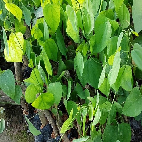 3 cây giống bò khai - 3545