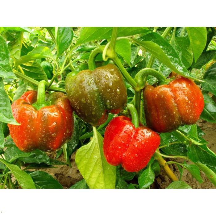 Hạt giống ớt ngọt f1 - gói 10 hạt