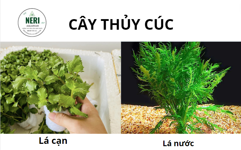 Cây thủy sinh, cây cắt cắm không cần CO2 ( LÁ CẠN )
