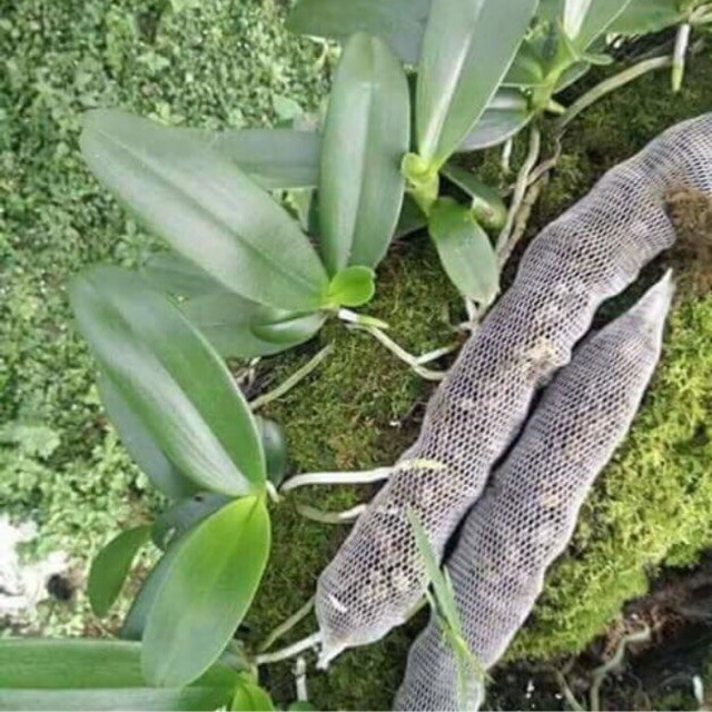 Combo 05 Túi Phân Dê 20cm Đã Xử Lý, ủ trichoderma, đóng Túi Lưới 20cm