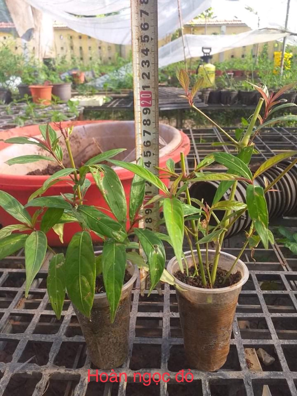 Cây Hoàn ngọc đỏ