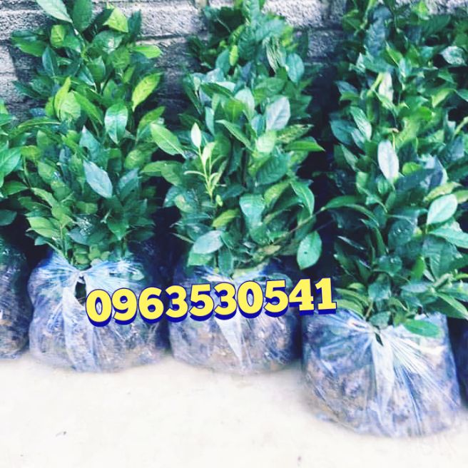 10 cây chè xanh hàng đẹp cây chất