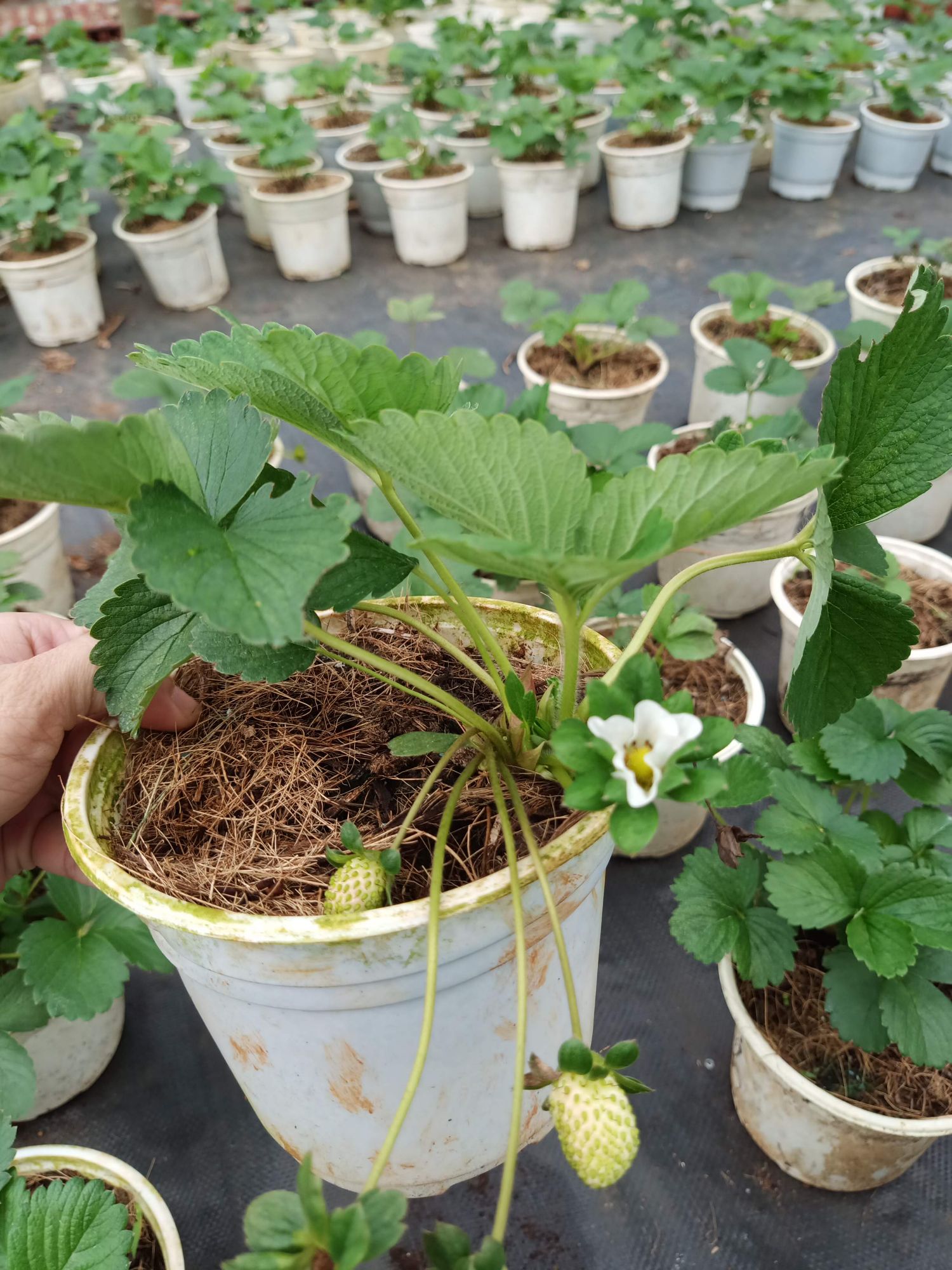 Chậu cây dâu chịu nhiệt