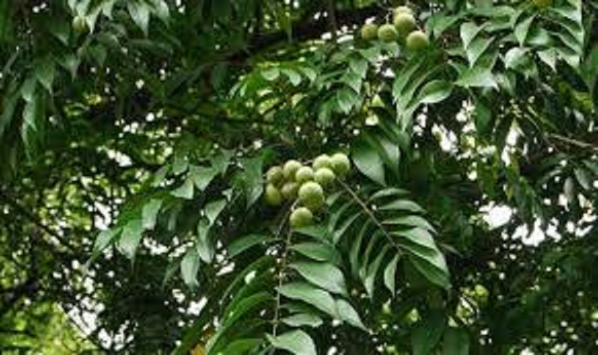 Cây giống sấu chùm, sấu ăn qủa siêu ngon siêu quả dòng quả sớm- cam kêt giống chuẩn f1