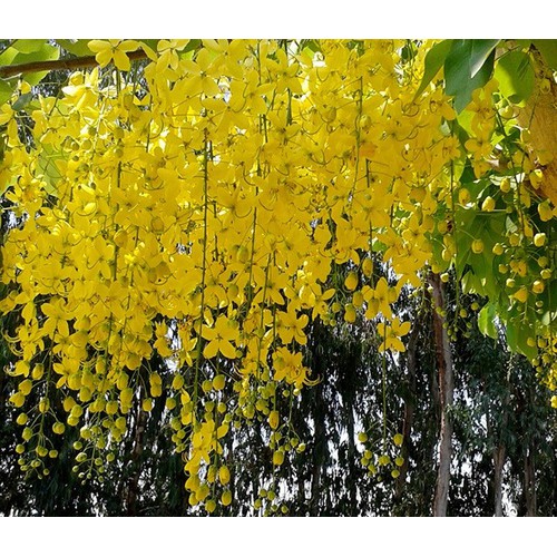 Muồng hoàng yến vàng-cây nguyên bầu gửi đi, cây lớn, gửi đi cắt lá -