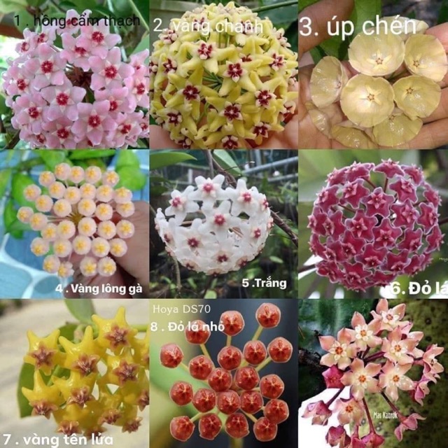 Lan cẩm cù nhiều màu mua