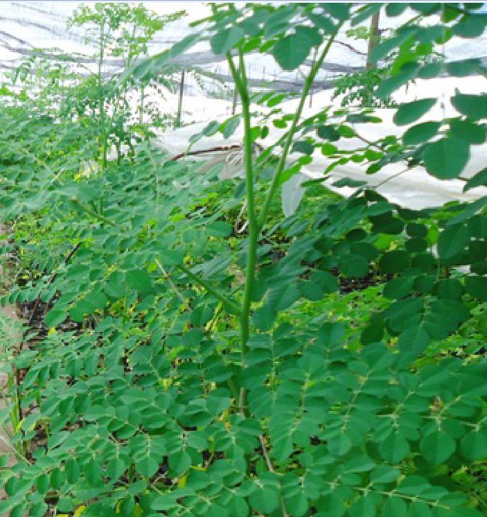 Hạt Giống Cây Chùm Ngây  - 1 gói 20 hạt