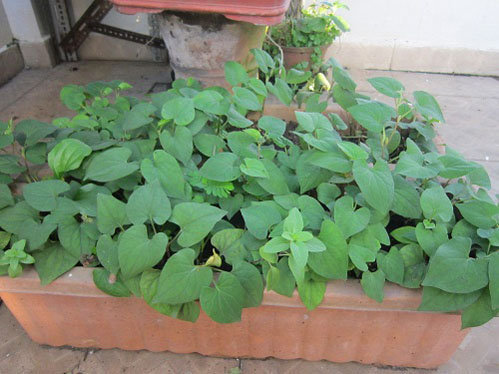 Chậu rau diếp cá / rau dấp cá / rau giấp cá