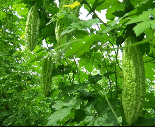 Hạt giống mướp đắng khổ qua