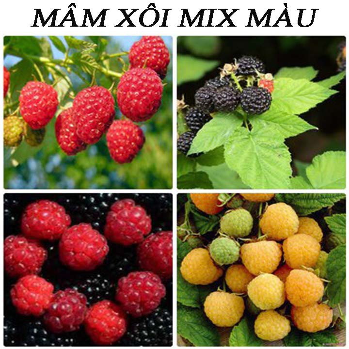 Bộ 3 gói hạt giống mâm xôi ( đỏ + vàng + đen )