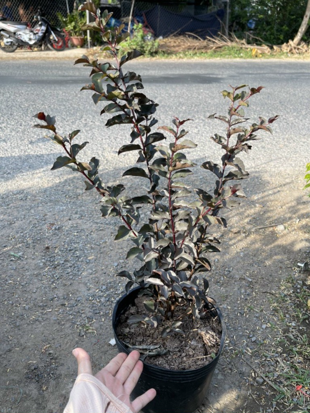 [Cây giống hoa] Tường vy đỏ huyết long