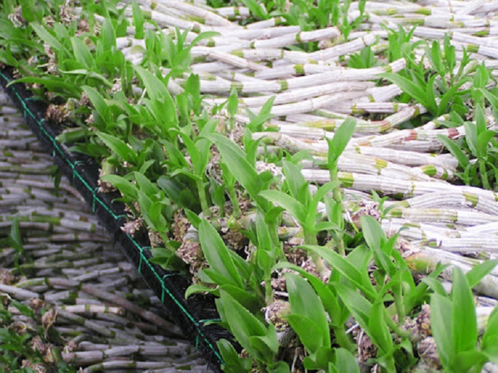 Phi điệp TRẦM VÀNG, ki to khỏe hoa đẹp hiếm (ki dài 15-20cm)