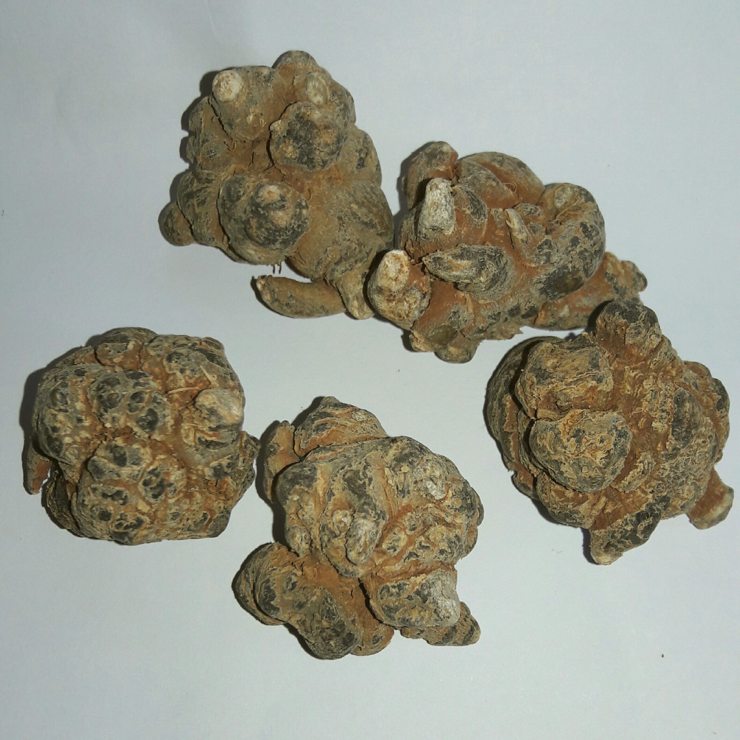 Tam thất bắc loại 5 củ - 100g