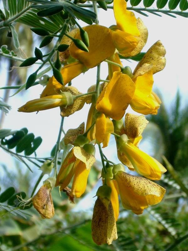 Hạt Giống Cây Bông Hoa Điên Điển - Gói 50 hạt