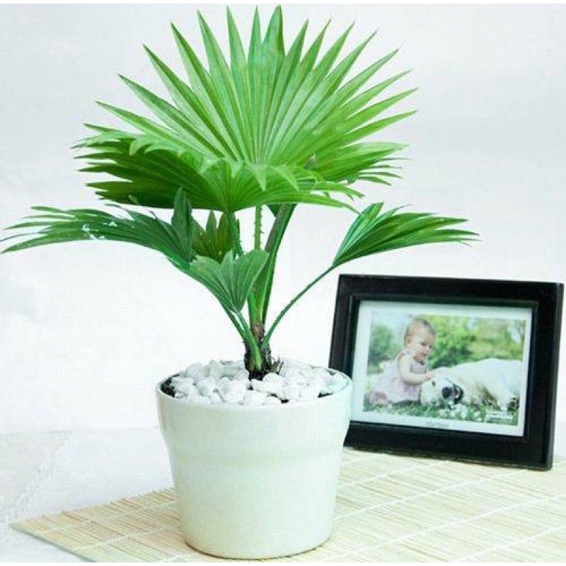 Cây cọ kiểng đẹp