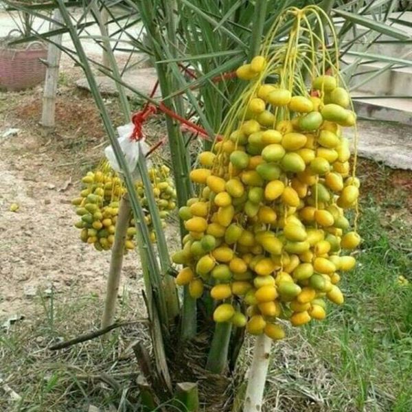 cây giống chà là thái