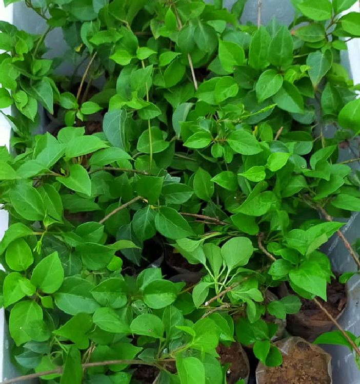 Hạt giống cây lá giang - Gói 10 hạt